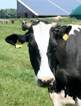 Kruse Milch und Energie